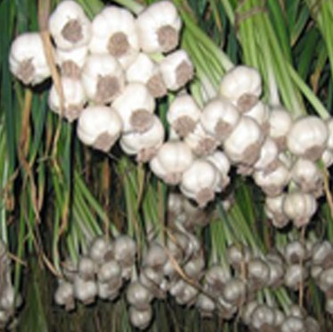 LUCKNOW CHIKAN CRAFT