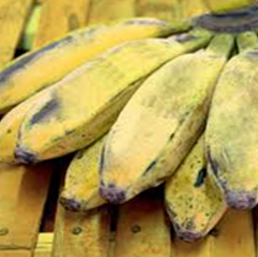 sirumalai hill banana