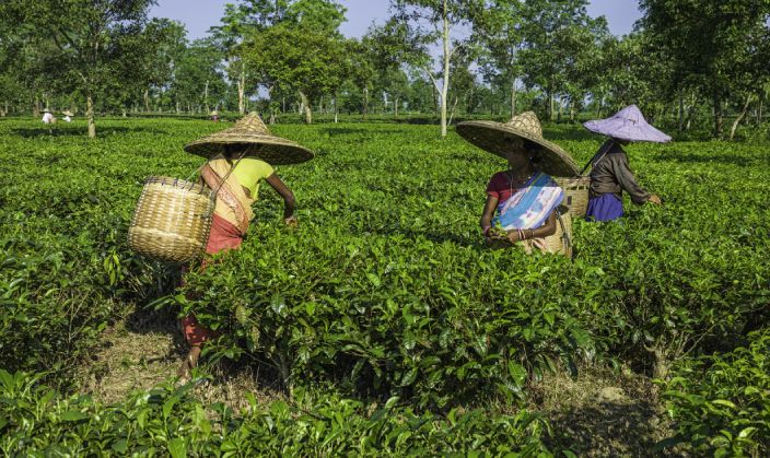 The Tea Industry in India
