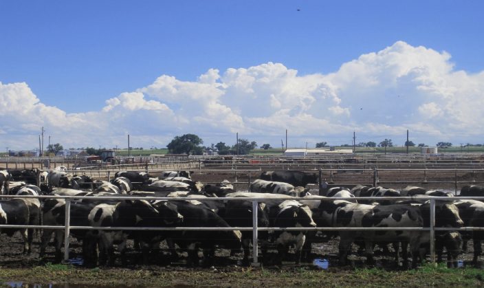 Investment Trends and Growth Potential of Animal Husbandry Industry in India